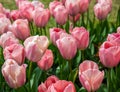 Beautiful tulip flower pink Apricot Impression Royalty Free Stock Photo
