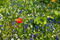 Spring flowers like bluebells and tulips in the grass Royalty Free Stock Photo