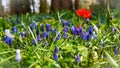 Spring flowers like bluebells and tulips in the grass Royalty Free Stock Photo