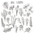 April flowers doodle hand drawn vector illustration. King protea, clematis, tulip, icelandic poppy, anemone, delphinium, daffodil