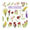 April flowers hand drawn doodles cartoon illustration of daffodil, king protea, mimosa, peony, tulips, anemone