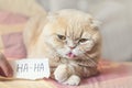 April Fools ' Day concept with funny moody scottish cat and paper sheet with HAHA. 1 April, All Fools ' Day, humor, prank, joke Royalty Free Stock Photo