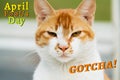 April Fools Day, Gotcha, portrait of white-light brown cat Royalty Free Stock Photo
