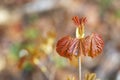 April in the forest, fresh spring maple leaves after rain Royalty Free Stock Photo