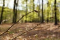 April in the forest, rain drops on leaf buds, close-up Royalty Free Stock Photo