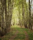 April in the forest, walk along the road among birches