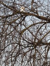 April full moon trapped between large branches.