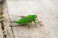 April green cicada (Kikihia ochrina), New Zealand Cicada Royalty Free Stock Photo