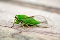April green cicada (Kikihia ochrina), New Zealand Cicada Royalty Free Stock Photo
