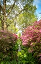 April 2024 - The Isabella Plantation in Richmond Park in full bloom with Azalea flowers hanging into the pond Royalty Free Stock Photo