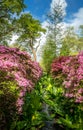 April 2024 - The Isabella Plantation in Richmond Park in full bloom with Azalea flowers hanging into the pond Royalty Free Stock Photo