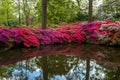 April 2024 - The Isabella Plantation in Richmond Park in full bloom with Azalea flowers hanging into the pond Royalty Free Stock Photo