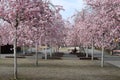 Sakura blossoms in spring