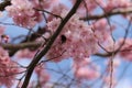 Sakura blossoms in spring