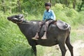 A child riding on buffalo