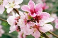 Close-up of peach blossoms blooming on branches.