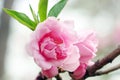 Close-up of peach blossoms blooming on branches. .