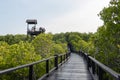 Trail to mangrove forest