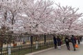 April 2015 - Qingdao, China - Cherry Blossoms festival in Zhongshan Park