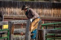 APRIL 22, 2017, RIDGWAY COLORADO: American Cowboy during cattle branding at Centennial Ranch, Ridgway, Colorado at Centennial Ranc