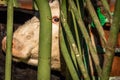 APRIL 22, 2017, RIDGWAY COLORADO: Angus Close up of eye of Hereford cross breed cattle on Centennial Ranch, Ridgway, Colorado- a c