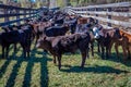 APRIL 22, 2017, RIDGWAY COLORADO: Calves awaiting cattle branding on Centennial Ranch, Ridgway, Colorado - a ranch with Angus/Here