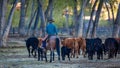 APRIL 22, 2017, RIDGWAY COLORADO: Cowboy herds cattle on Centennial Ranch, Ridgway, Colorado - a cattle ranch owned by Vince Kotny Royalty Free Stock Photo