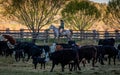 APRIL 22, 2017, RIDGWAY COLORADO: Cowboy herds cattle on Centennial Ranch, Ridgway, Colorado - a cattle ranch owned by Vince Kotny Royalty Free Stock Photo