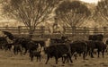 APRIL 22, 2017, RIDGWAY COLORADO: Cowboy herds cattle on Centennial Ranch, Ridgway, Colorado - a cattle ranch owned by Vince Kotny Royalty Free Stock Photo