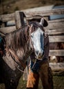 APRIL 22, 2017, RIDGWAY COLORADO: Horse with Cowboy's Hat in view at cattle branding exchange words, at Centennial Ranch, Ridgway,