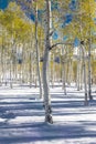 APRIL 27, 2017 - RIDGWAY, COLORADO - view of Aspens in fresh winter. Scenics - Nature, Discovery Royalty Free Stock Photo