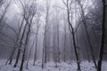 April snow showers in the forest created a wonderful magical atmosphere. White fog with bare trunk of trees created all sorts of