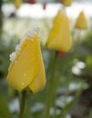 April snow on yellow tulips Royalty Free Stock Photo