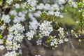 April spring bloom time white tree flowers colorful park outdoor scenic view with blurred nature background environment Royalty Free Stock Photo