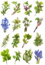 April spring European wild plants and flowers macro set. Royalty Free Stock Photo