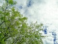 April Spring Sky Clouds New Green Leaves Tree Branches Mediterranean Nature