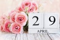 April 29th Calendar Blocks with Pink Ranunculus Royalty Free Stock Photo