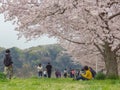 2016 April 10. Tokyo Japan. Japanese people join in Hamura city full blooming cherry blossom sakura festival or Hanami matsuri