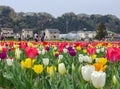 2016 April 10. Tokyo Japan. tourist with Full blooming Tulips flowers festival at Hamura city