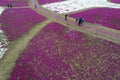 Zhiyinghua sea like colorful carpet, Baima Lake Tourist Resort, Huai`an City, Jiangsu Province, China