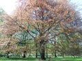 APRIL TREE IN KRAKOW, POLAND