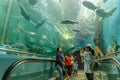 Rayong / Thailand - April 13 2018: Visitors look around and see various beautiful marine lives in museum Rayong Aquarium, Ban Phe.