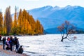 2018, April 25 - Wanaka, New Zealand, Tourist enjoying making a photography of Wanaka tree beside Lake Wanaka at sunset in Autum Royalty Free Stock Photo