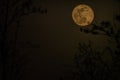 April waning gibbous moon