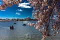 APRIL 8, 20918 - WASHINGTON D.C. - Jefferson Memorial framed by Cherry Blossoms on Tidal Basin,. Dc, national Royalty Free Stock Photo