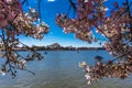 APRIL 8, 20918 - WASHINGTON D.C. - Jefferson Memorial framed by Cherry Blossoms on Tidal Basin,. Dc, united Royalty Free Stock Photo