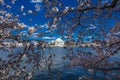 APRIL 8, 2018 - WASHINGTON D.C. - Jefferson Memorial framed by Cherry Blossoms on Tidal Basin,. Trees, Nature Royalty Free Stock Photo