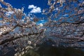 APRIL 8, 2018 - WASHINGTON D.C. - Jefferson Memorial framed by Cherry Blossoms on Tidal Basin,. Memorial, dc Royalty Free Stock Photo