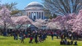 APRIL 8, 20918 - WASHINGTON D.C. - Jefferson Memorial framed by Cherry Blossoms on Tidal Basin,. Washington, dc Royalty Free Stock Photo