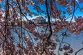 APRIL 8, 20918 - WASHINGTON D.C. - Jefferson Memorial framed by Cherry Blossoms on Tidal Basin,. Tidal, nature